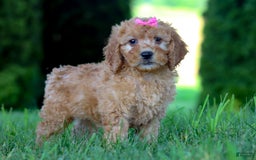 Goldendoodle dogs for sale: Sierra - Image 2