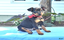 Miniature Pinscher dogs for sale: Diamond - Image 3