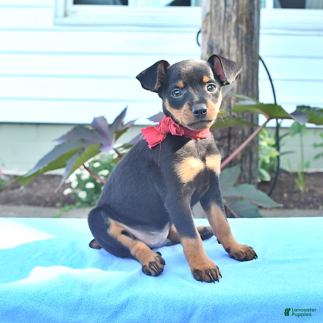 Miniature Pinscher dogs for sale: Diamond - Image 3