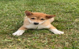 Shiba Inu dogs for sale: Iris - Image 6