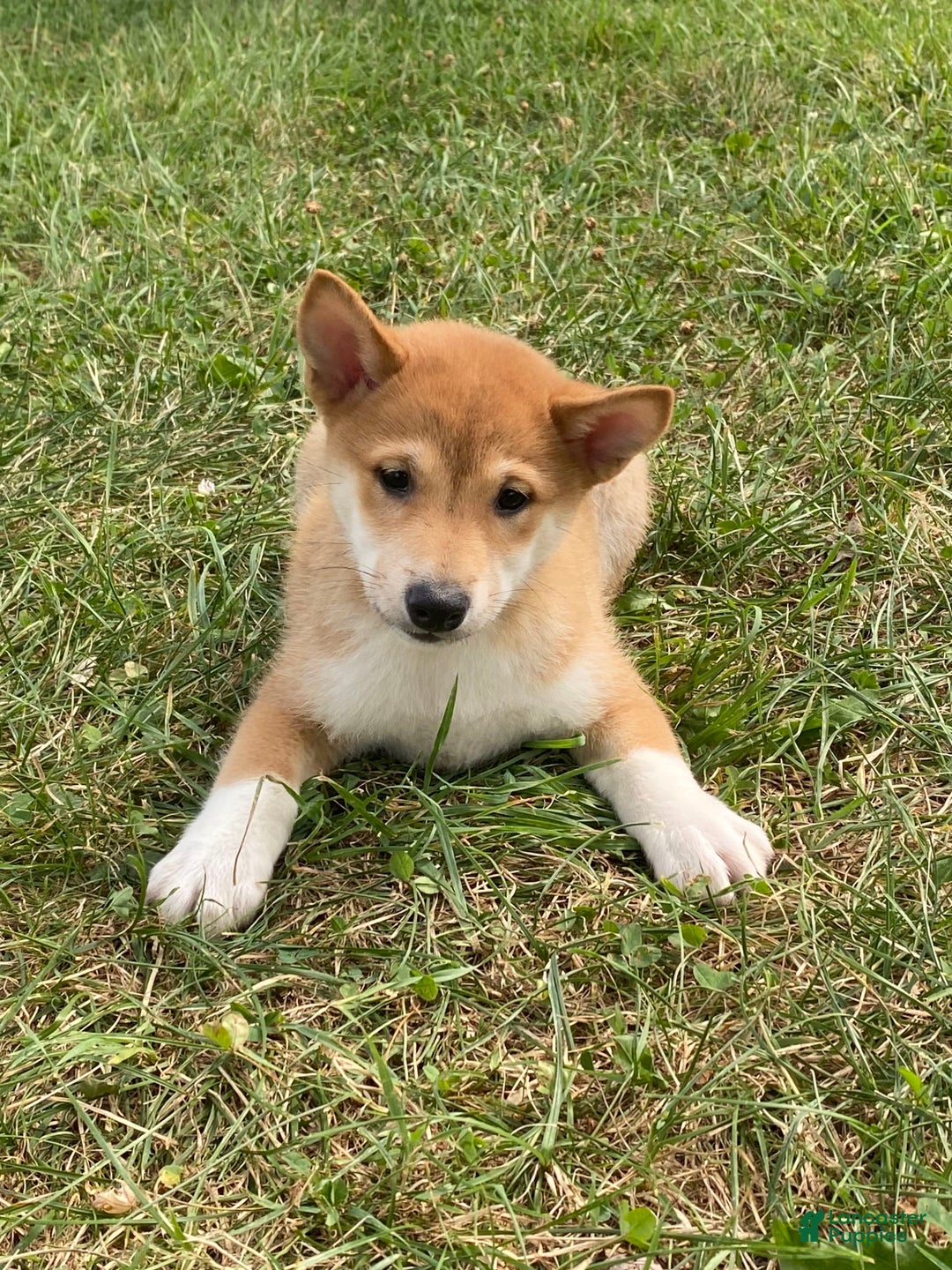 Shiba Inu dogs for sale: Iris - Image 6