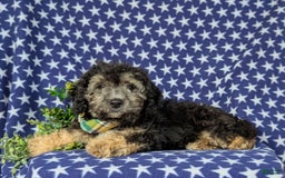 Cavapoo dogs for sale: Dunleigh Hypoallergenic - Image 4
