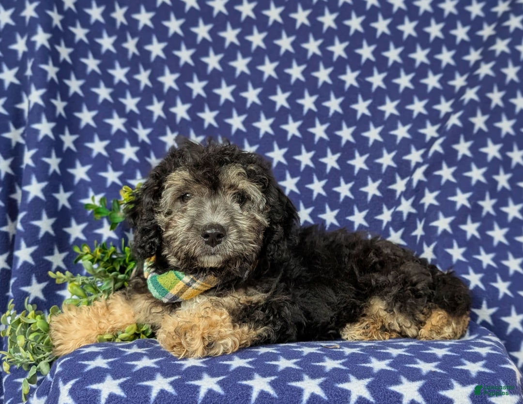 Cavapoo dogs for sale: Dunleigh Hypoallergenic - Image 4