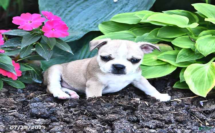 Boston Terrier dogs for sale - Ad 2