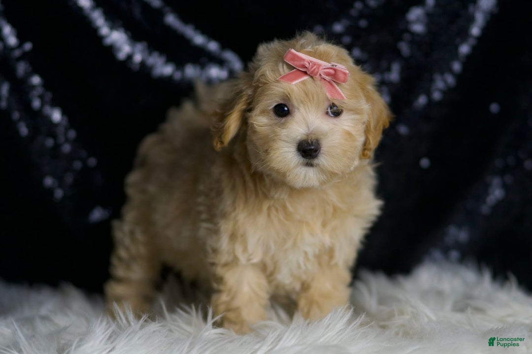 Maltipoo dogs for sale: Rosie - Image 3