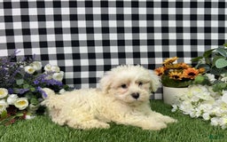 Maltipoo dogs for sale: Maltipoo 3 puppies - Image 9