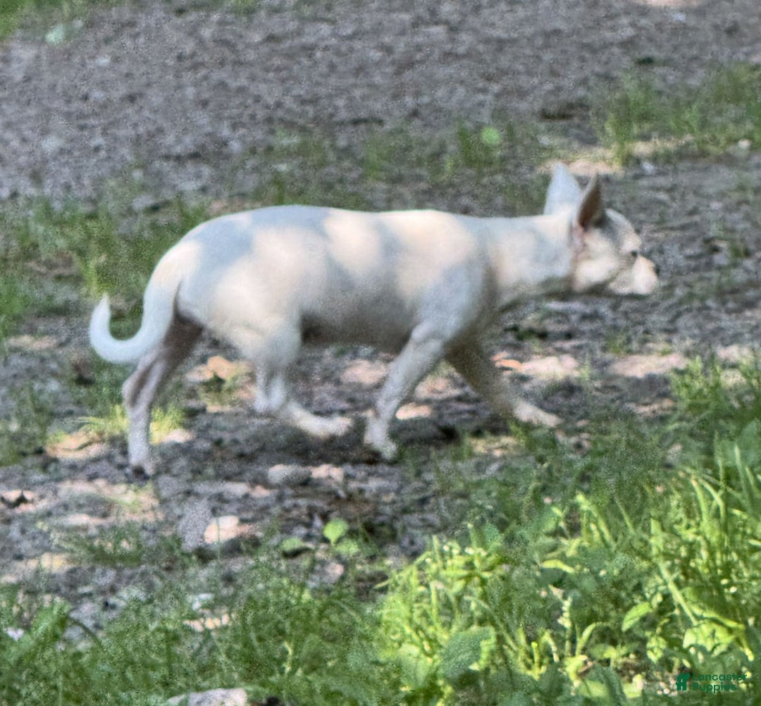 Chihuahua dogs for sale: Bianca - Image 3