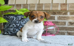 Jack Russell Terrier dogs for sale: Dixie - Image 3