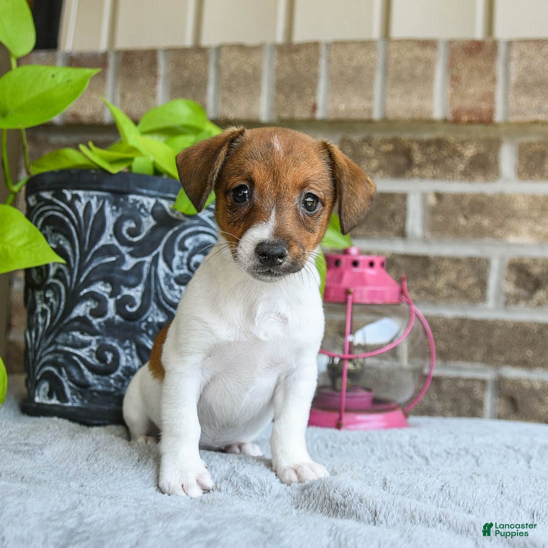 Jack Russell Terrier dogs for sale: Dixie - Image 3