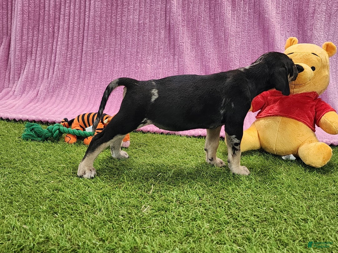 Catahoula Leopard Dog dogs for sale: Tess 2025 Female 4 - Image 8