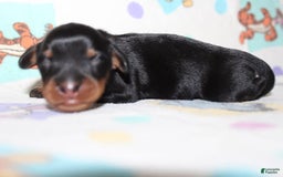 Dachshund dogs for sale: Raven Boy 1 - Image 12