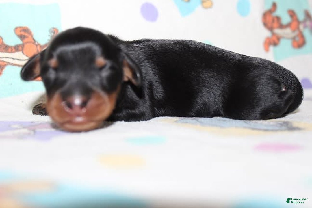 Dachshund dogs for sale: Raven Boy 1 - Image 12