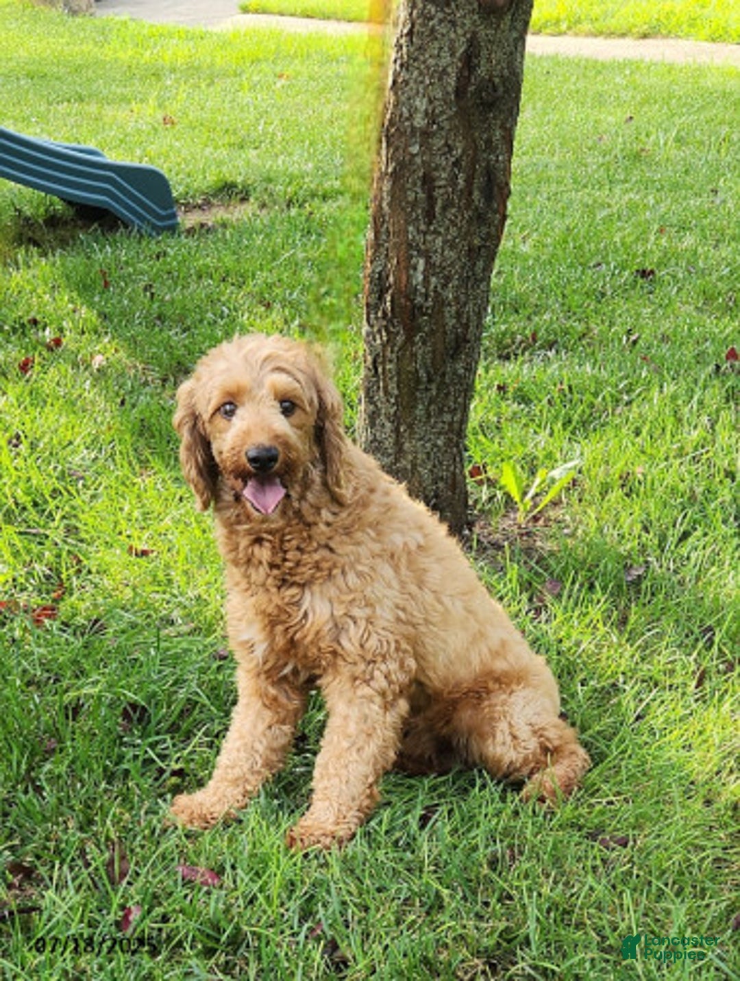 Mini Goldendoodle dogs for sale: Waylon - Image 5
