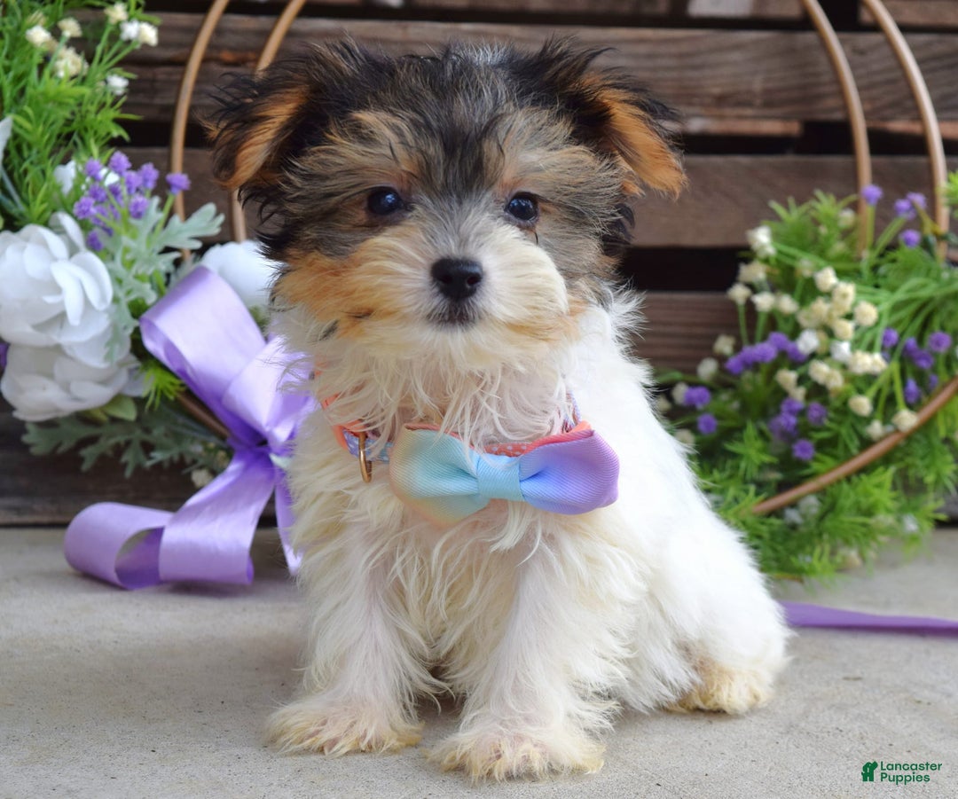 Yorkshire Terrier dogs for sale: Piper - Image 4