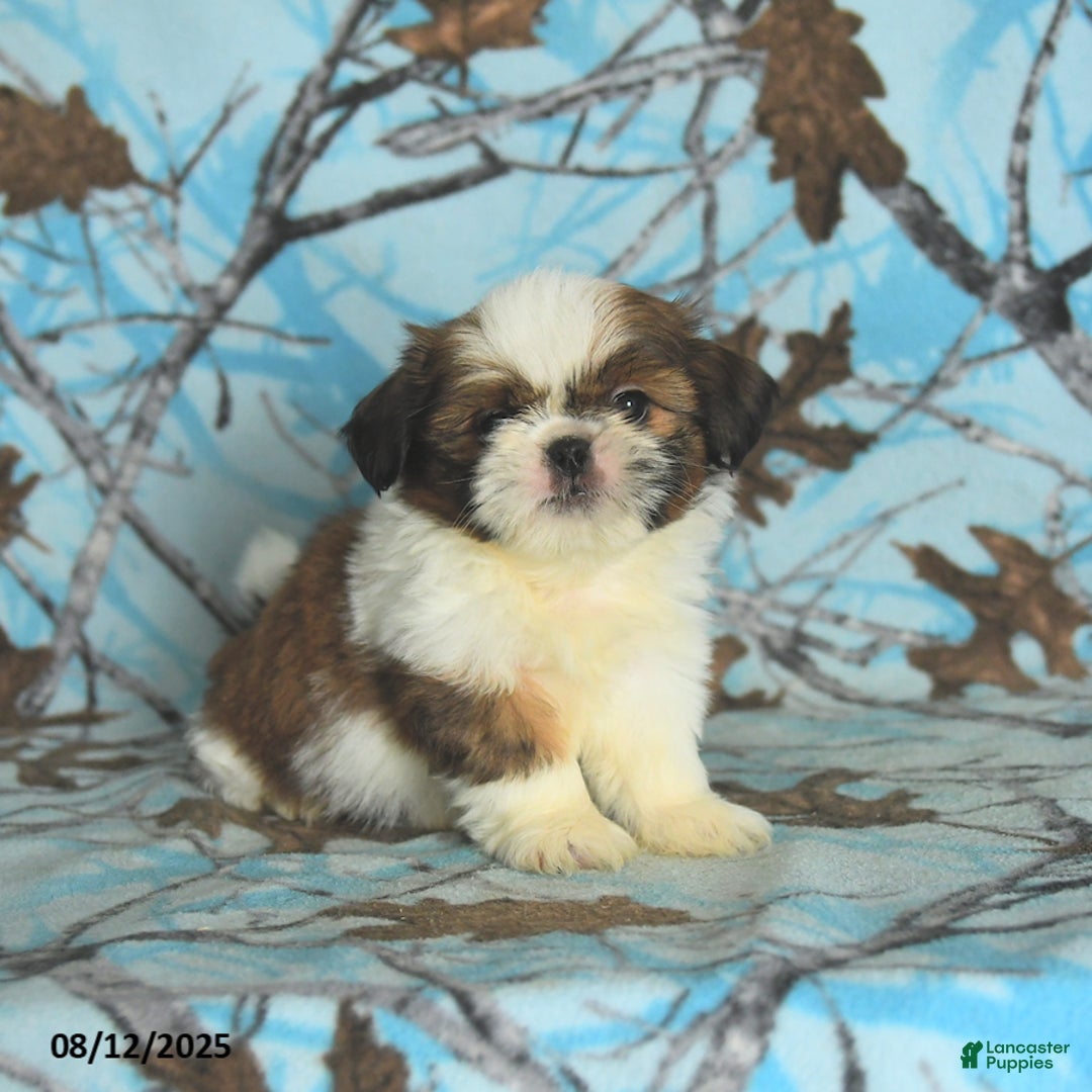 Shih Tzu dogs for sale: Stetson - Image 1