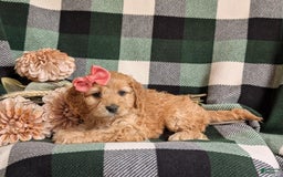 Cockapoo dogs for sale: Dorian - Image 7