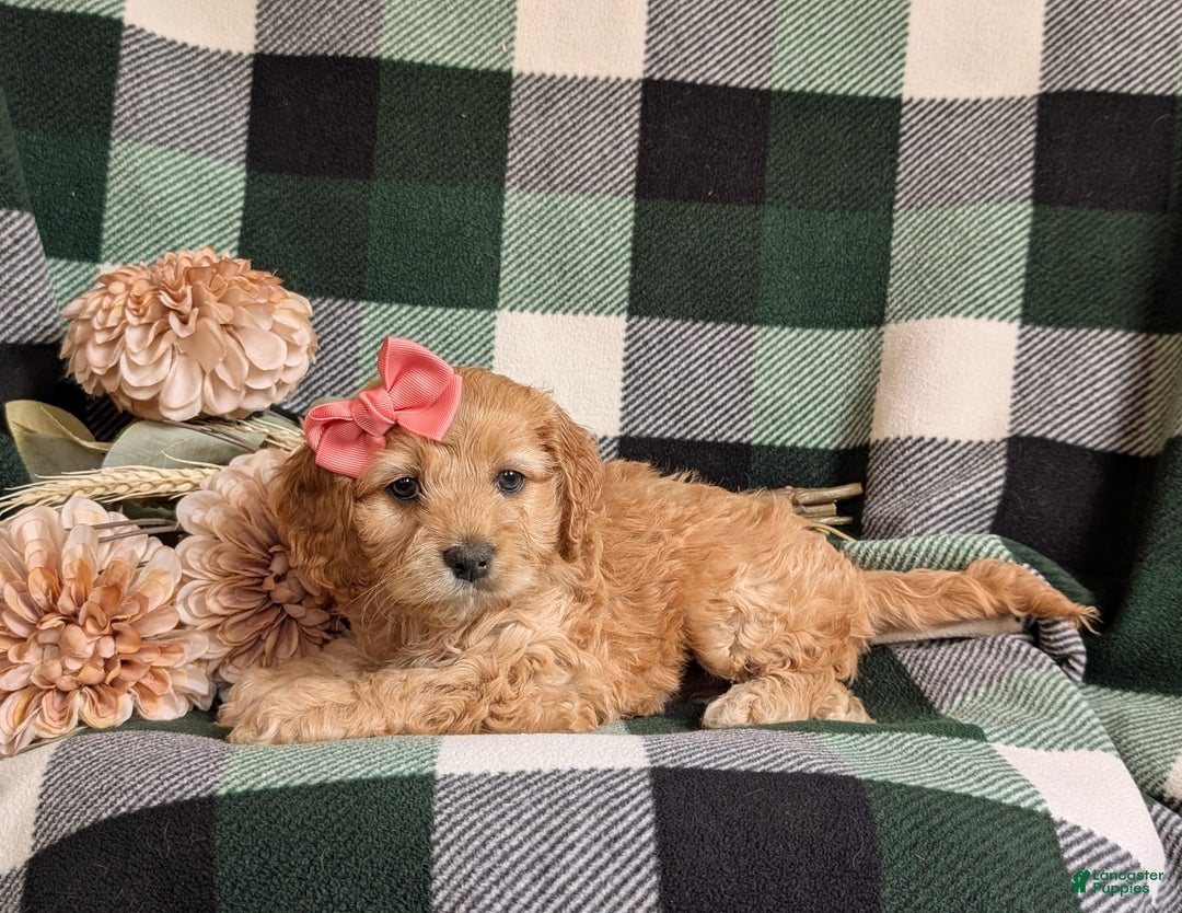 Cockapoo dogs for sale: Dorian - Image 7