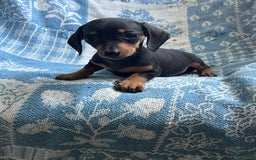 Dachshund dogs for sale: Charlie - Image 5