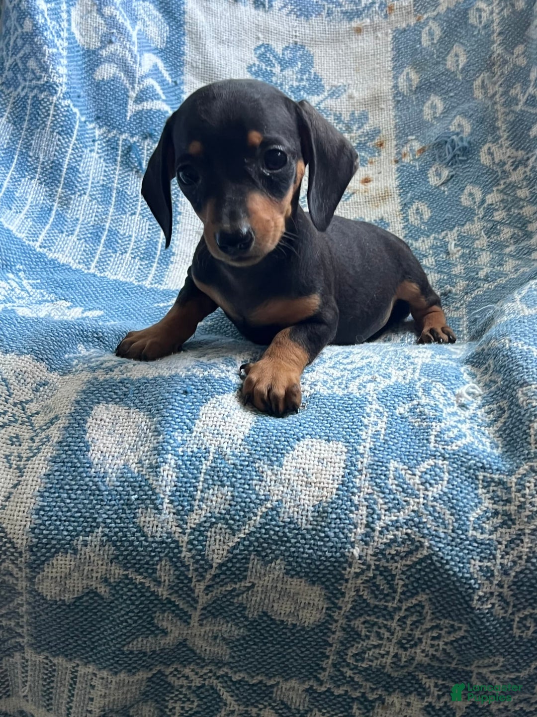 Dachshund dogs for sale: Charlie - Image 5