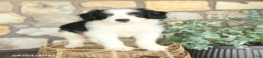 Georgie