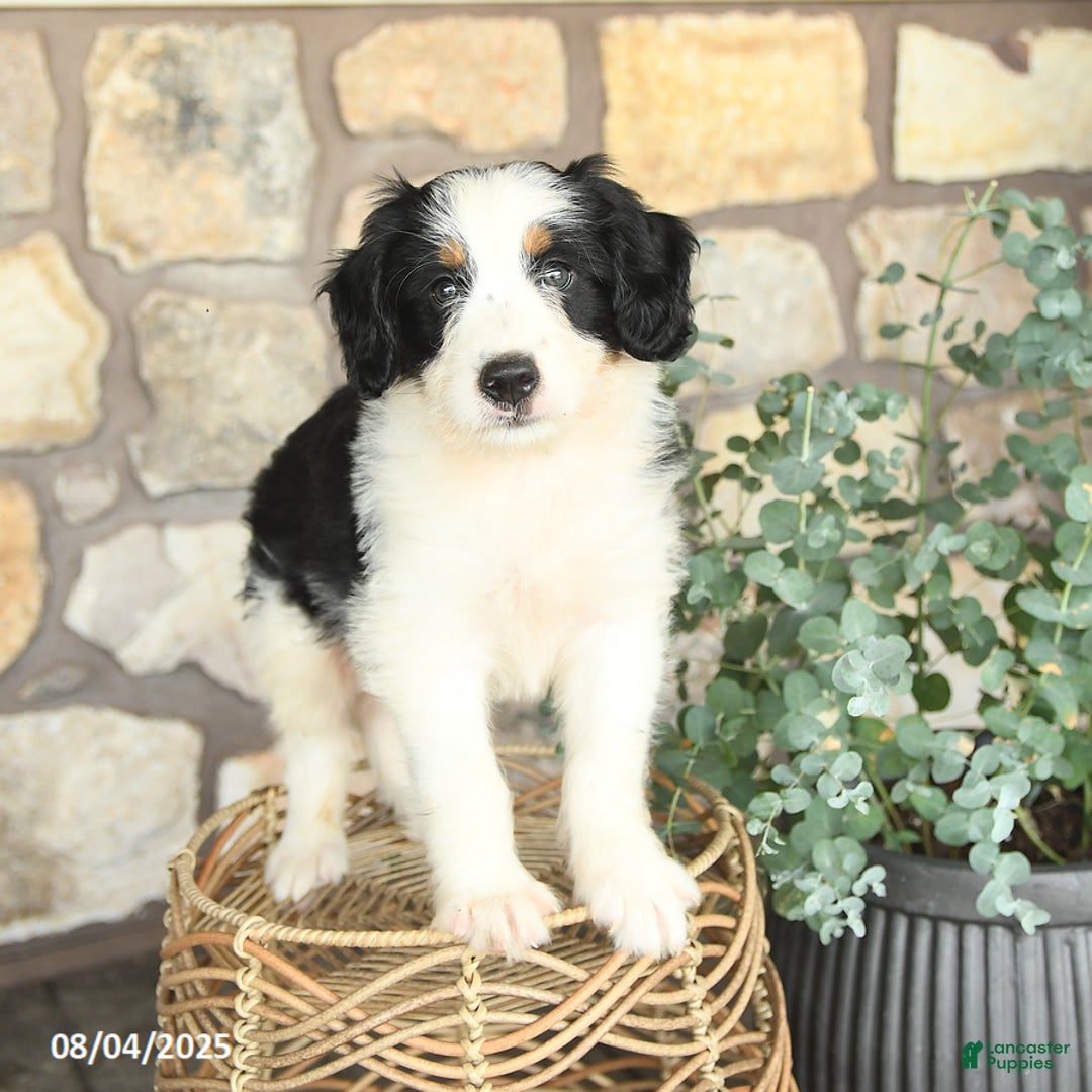 Mini Bernedoodle dogs for sale: Mini Bernedoodle 4 puppies - Image 15