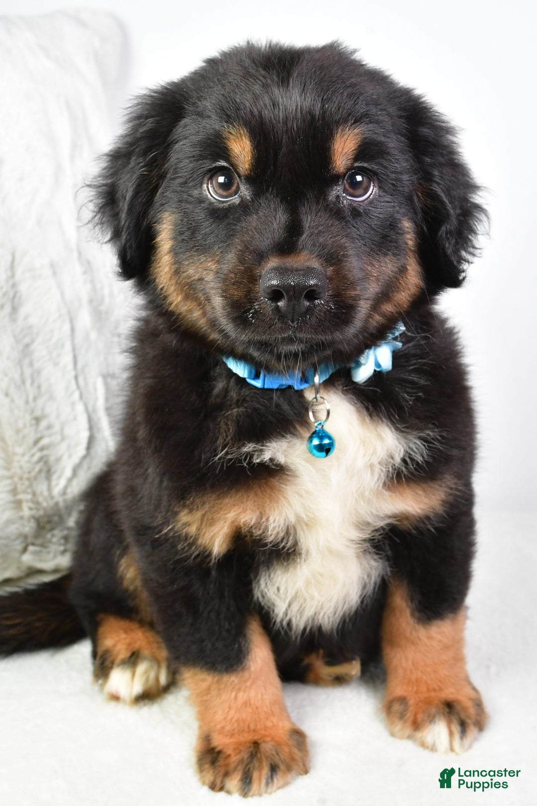 Australian Shepherd dogs for sale: Australian Shepherd 3 puppies - Image 14