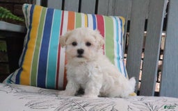 Maltipoo dogs for sale: Polly - Image 3