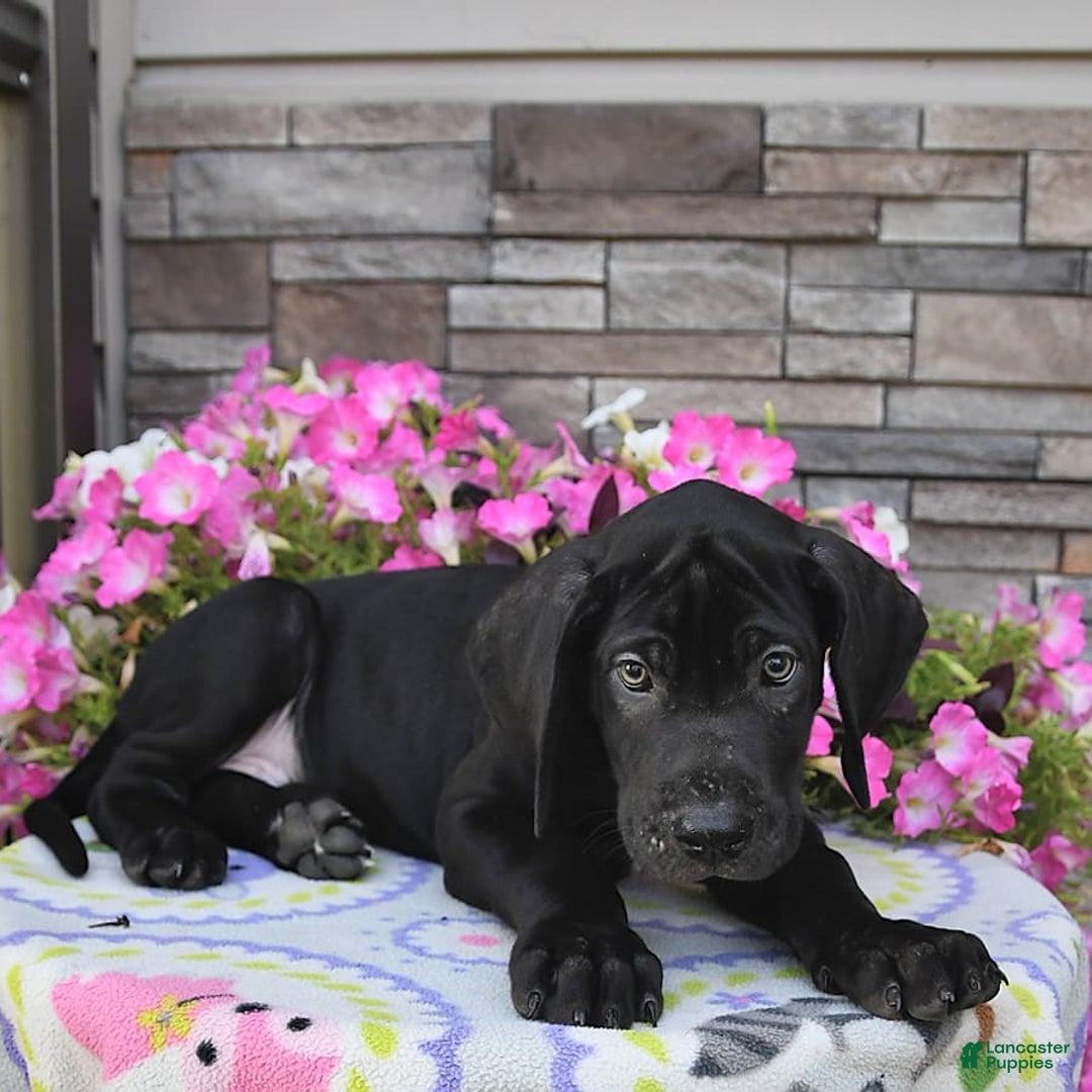 Great Dane dogs for sale: Midnight - Image 6
