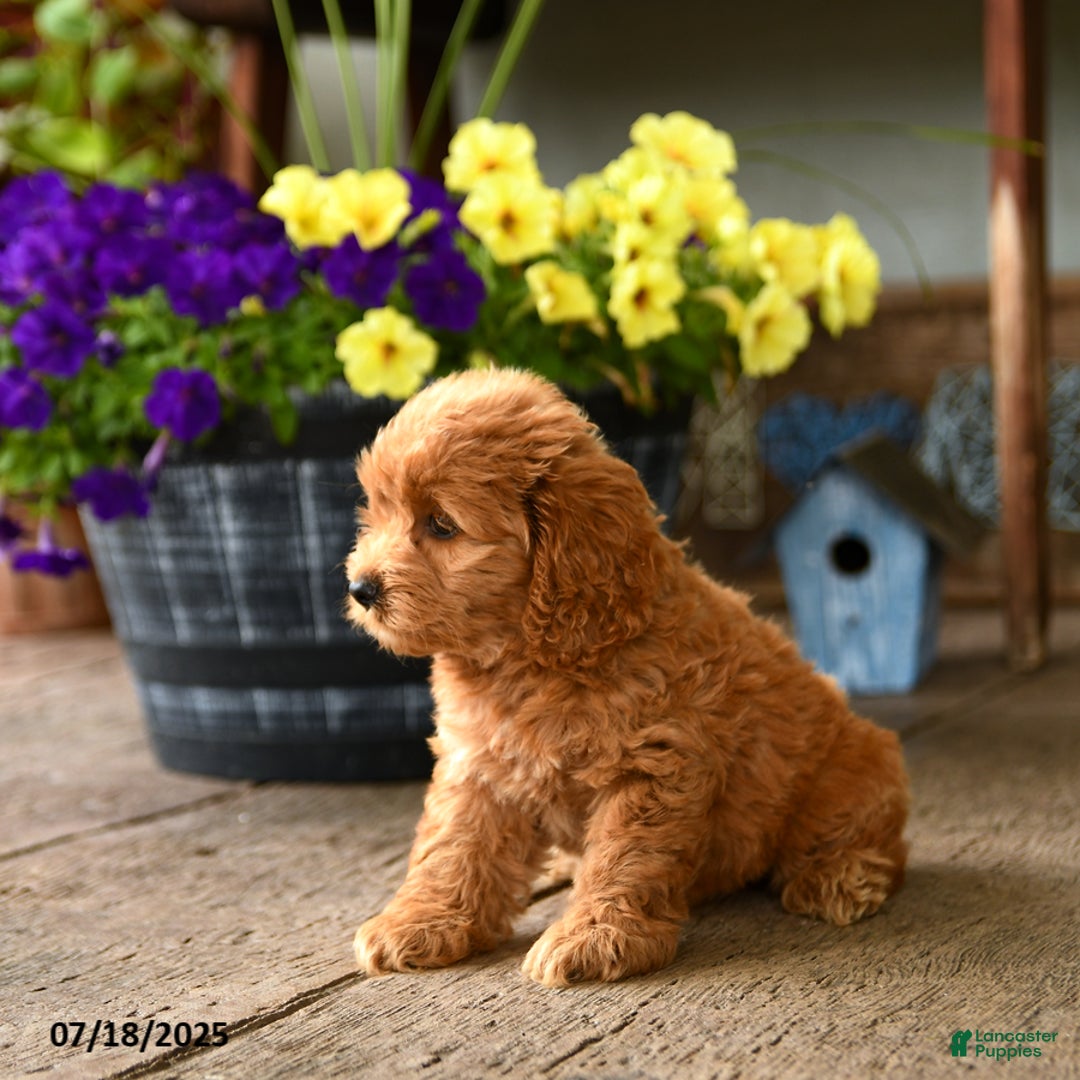 Cockapoo dogs for sale: Moxie - Image 2