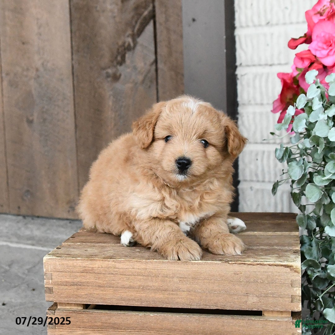 Pomapoo dogs for sale: Rocky - Image 1
