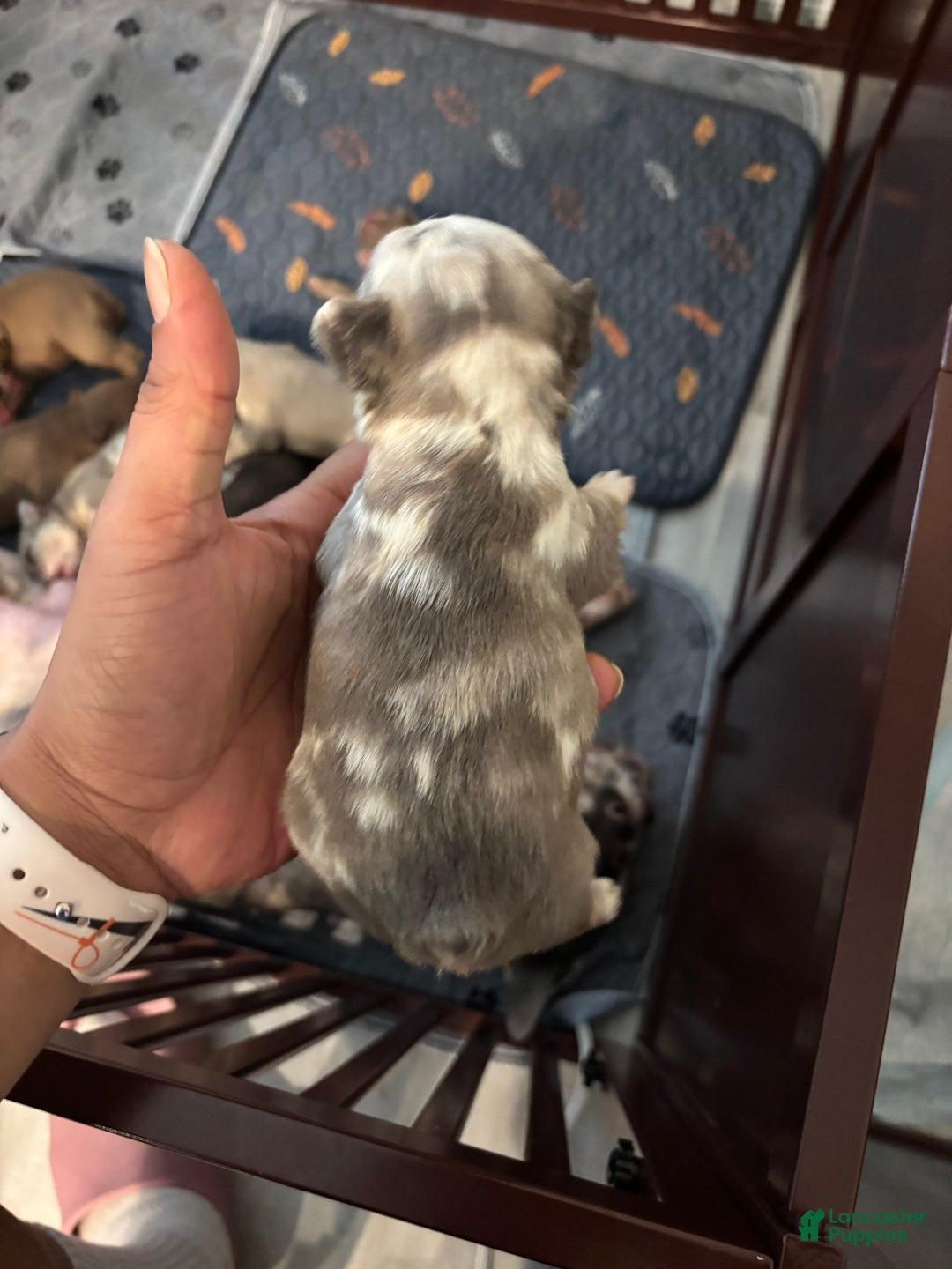French Bulldog dogs for sale: Gina - Image 5