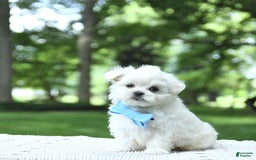 Maltese dogs for sale: Kobey - Image 3