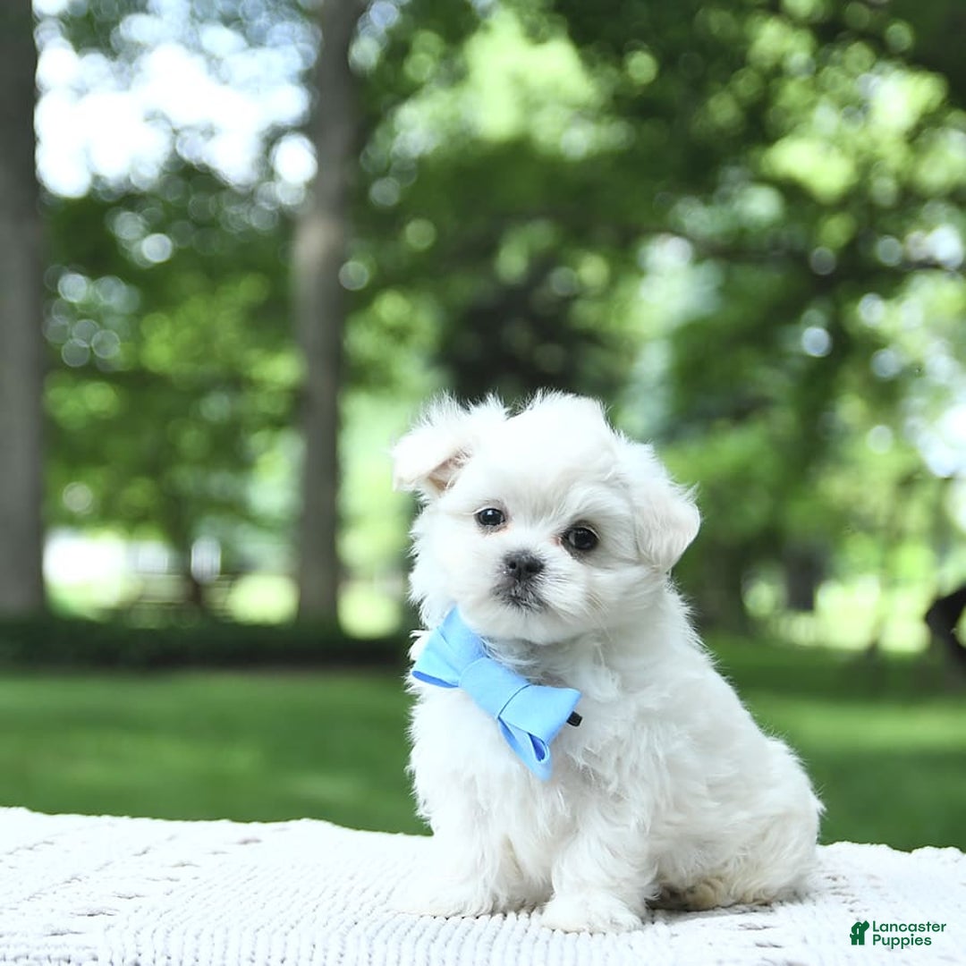 Maltese dogs for sale: Kobey - Image 3