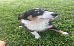 Australian Shepherd dogs for sale: Ahsoko - Image 26