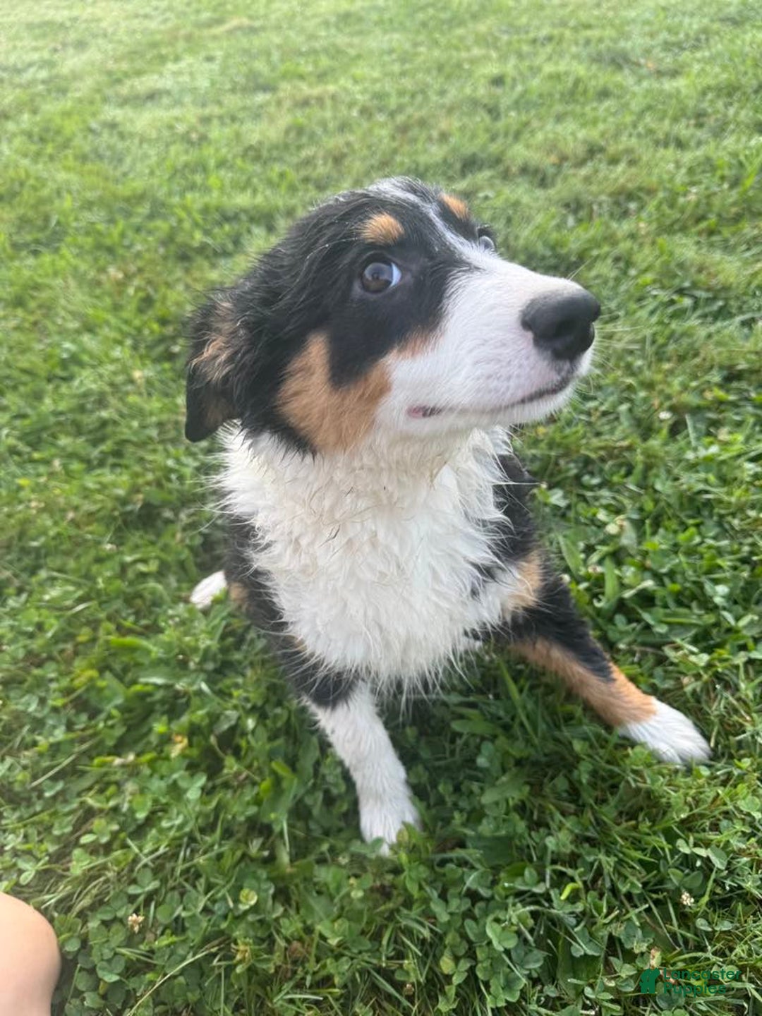 Australian Shepherd dogs for sale: Ahsoko - Image 26
