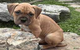 American Pit Bull Terrier dogs for sale: Spice - Image 2