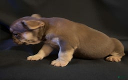 French Bulldog dogs for sale: Nova - Image 8