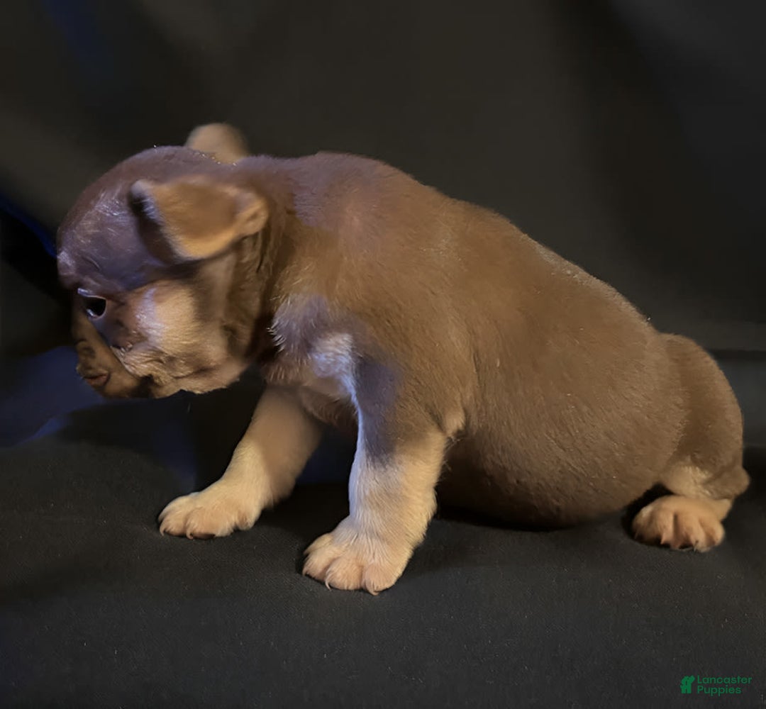 French Bulldog dogs for sale: Nova - Image 8