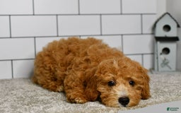 Mini Goldendoodle dogs for sale: Lucy - Image 9