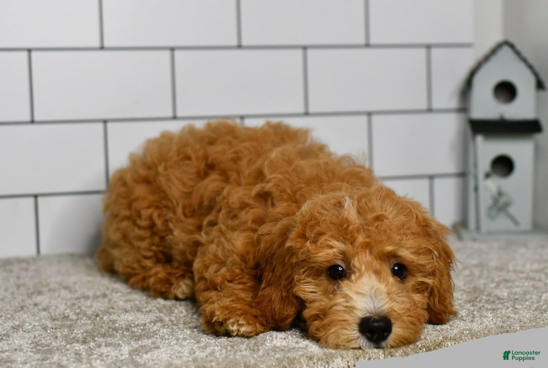 Mini Goldendoodle dogs for sale: Lucy - Image 9