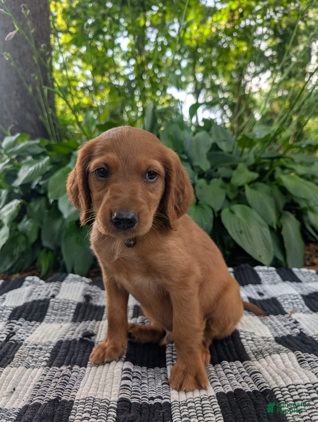 Irish Setter dogs for sale: Black Collar - Image 1