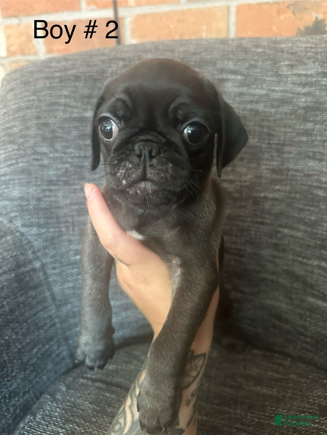 Pug dogs for sale: Hank - Image 6