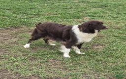 Miniature Australian Shepherd dogs for sale: Chloe - Image 10
