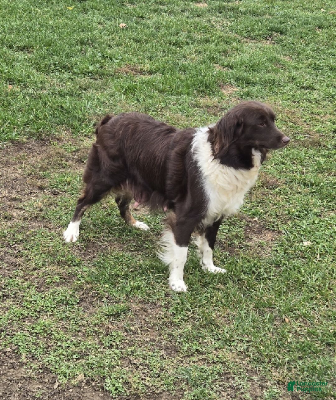 Miniature Australian Shepherd dogs for sale: Chloe - Image 10