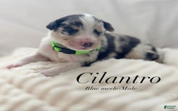 Australian Shepherd dogs for sale: Cilantro - Image 2