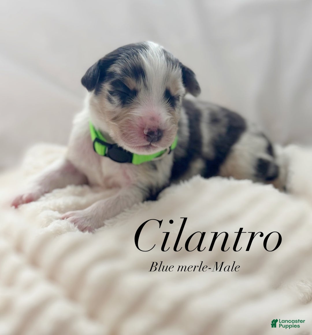Australian Shepherd dogs for sale: Cilantro - Image 2