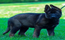 German Shepherd dogs for sale: Greta - Image 14