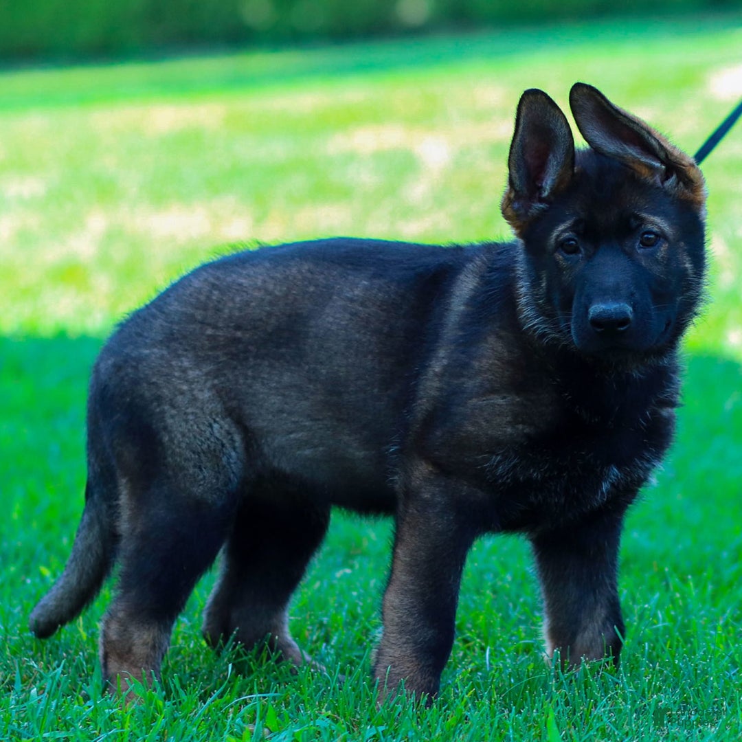 German Shepherd dogs for sale: Greta - Image 14