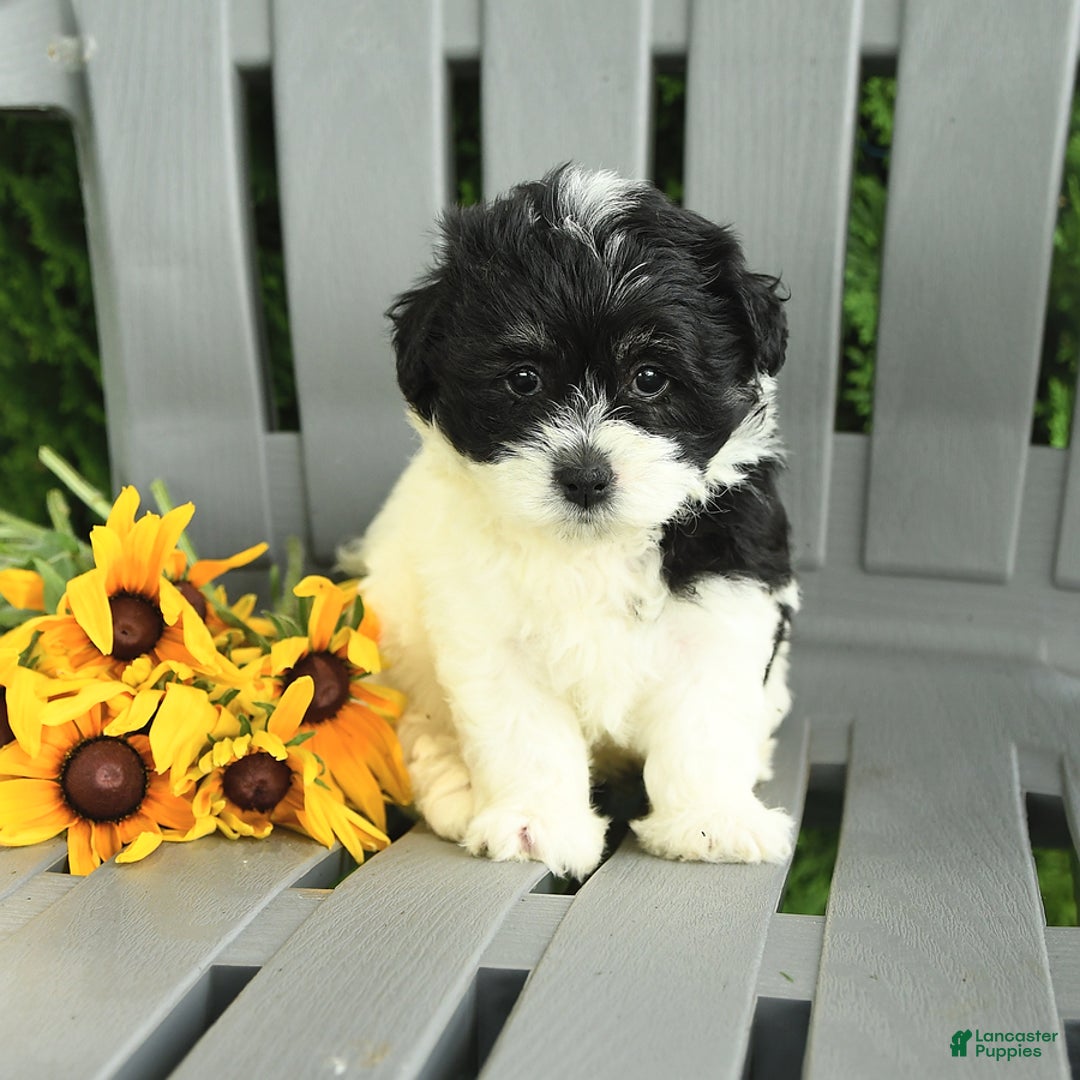 Havanese dogs for sale: Sweetheart - Image 3