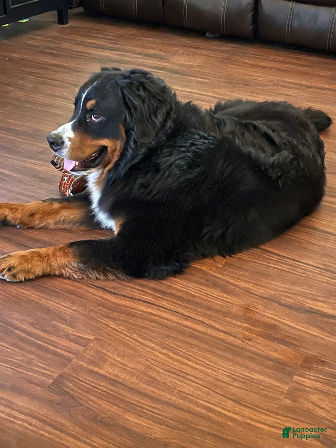 Bernedoodle dogs for sale: Amelie - Image 3